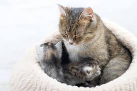 You can anticipate the stages of your cat's pregnancy and stay prepared as you get ready to welcome kittens into the world. At What Age Can Cats Have Kittens Mating And Gestation