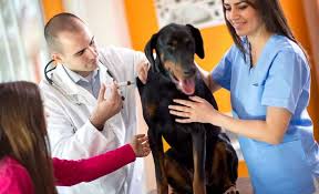 What to do for parvo? Parvo In Dogs How Dogs Get Parvo Symptoms Treatment Vacciation Info