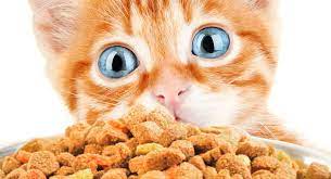 Do not give them too much food at one time as they cannot digest it. Best Dry Kitten Food Discover The Best Dry Food For Kittens