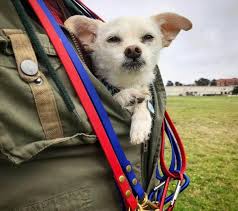 Jul 12, 2021 · lifespan. Chihuahua Poodle Mix Aka Chipoo A Little Dog With A Big Personality Animalso