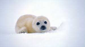 Cool Cute Animal Wallpapers For Desktop 1920x1200 For 4k