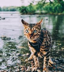 Since it is often far too dangerous to allow your wonderful bengal cat to roam around loose in your yard, it's a good. How To Train Your Cat To Walk On A Lead Styletails