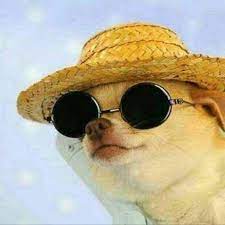Dog Wearing Sunglasses Dog Sunglasses Sunglasses Meme Dog Stickers