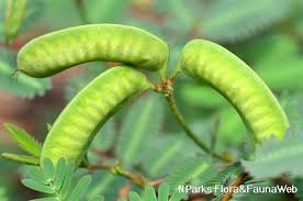 Image result for Neptunia oleracea