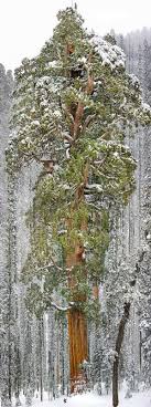 C'est un conifère d'amérique du nord qui vit naturellement sur la côte pacifique découvrez quel est l'arbre le plus haut du monde et aussi quel est celui qui a le plus grand volume. Le 25 Arbres Les Plus Beaux Du Monde
