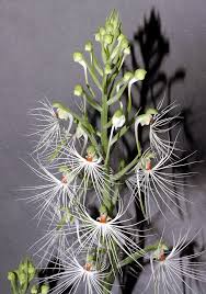 Image result for Habenaria myodes