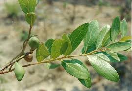 Image result for Anisophyllea