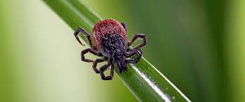 When we think of ticks, we tend to associate them with the countryside or a forest; Get To Know Your Backyard Ticks