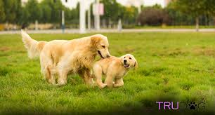 Forest is one of nine puppies, all the rest of whom have completely normal fur. Golden Retriever Gives Birth To Extremely Rare Puppy That Is 1 Of Only 3 Known To Exist Trudog