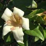 Image result for Rothmannia capensis