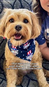 Can’t believe my weezy girl is going to be six in a couple weeks 🥺🫶🏻  #cavapoo #cavapoopuppy #weasley #dinkwad #dogsoftiktok #doggo