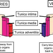 If you still can't find major blood vessel answer than contact our team for further help. Schematic Representation Of The Three Layers Of The Blood Vessel Wall Download Scientific Diagram