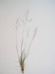 Image result for Agrostis