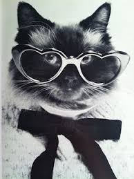 Check spelling or type a new query. 37 Cats In Sunglasses Ideas Cats Crazy Cats Crazy Cat Lady