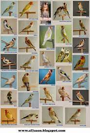 صور لكل أنواع الطفرات عند طائر الحسون طائر الحسون canary birds finches bird pet birds