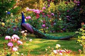 Pin On Peacock Everything