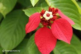 Pin On Amazing Plants