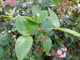 Image result for Rogiera amoena