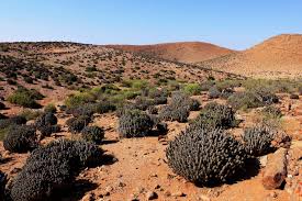 Image result for Acacia montigena