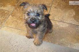 Adorable Little Boy Norwich Terrier Puppy Norwich Terrier Terrier Puppy
