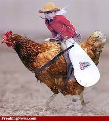 Monkey Cowboy Riding Chicken Pictures Strange Pics Freaking News Chicken Pictures Cute Animal Pictures Pet Birds