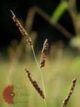 Image result for Paspalum plicatulum