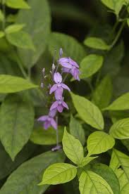 Pseuderanthemum Andersonii Native Malaysia Plants Wishlist