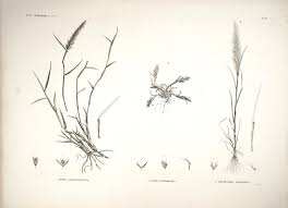 Image result for Agrostis quinqueseta