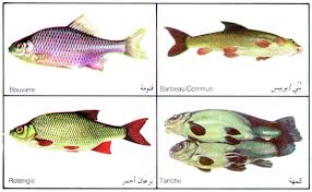 There are some rules that consider bitcoin halal while others consider it haram. Sistani Fish The Official Website Of The Office Of His Eminence Al Sayyid Ali Al Husseini Al Sistani