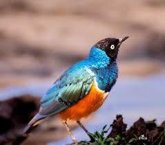 Image result for Felicia abyssinica