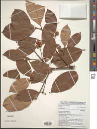 Image result for Garcinia buchneri