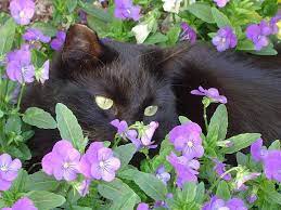 Cat Hiding In Flowers Cat Flowers Cat Hiding Cats