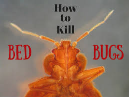 My apartment has bed bugs; 6 Ways To Kill Bed Bugs That Really Work Dengarden