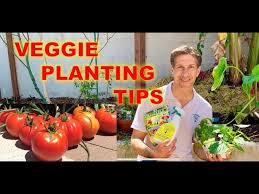 Add the zucchini and corn and stir frequently for about five minutes. Tomatoes Peppers Zucchini Basil Planting Tips By Iv Organic Youtube