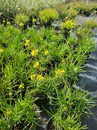 Image result for Bulbine