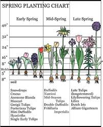 Bloom Time Landscaping With Early Spring Bulbs