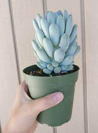 Echeveria elegans 'mexican snowball' is a popular succulent that forms gorgeous clumps. Echeveria Elegans Blue Kaktus Blume Sukkulenten Pflanzen