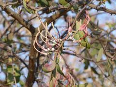 Image result for Agelanthus lugardii