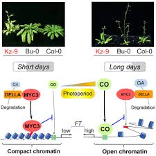 Most people plan their flower beds by colour or season of bloom, but there's no reason you can't have an alphabetical garden. Molecular Basis Of Natural Variation In Photoperiodic Flowering Responses Sciencedirect
