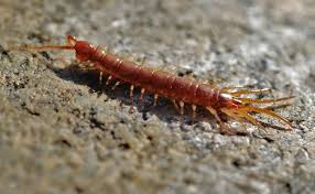 Et voilà que je te drageonne d'un côté, de l'autre. Scolopendres Et Autres Mille Pattes Auxiliaires Souterrains Au Jardin