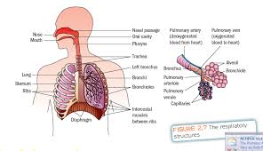 Respiratory System Diagram Written On The Body Nasal Passages Image Search
