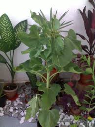 Download lagu mp3 & video : Iplant Page Home Gardening Lagu Bunga Matahari