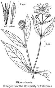 Image result for Bidens biternata