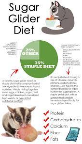 Recommendations For Sugar Glider Diet Sugar Glider Sugar Glider Pet Sugar Glider Diet