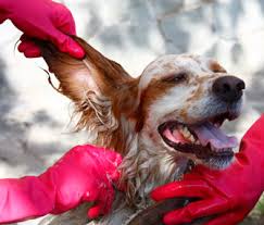 Avoid cleansers that contain alcohol or hydrogen peroxide, which can irritate if you're not sure whether something is okay to use on your dog, simply ask your vet or dog groomer, what can i clean my dog's ears with? How To Clean Your Dog S Ears And Keep Them Healthy