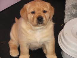 If you are a regular reader, then you know that i have a yellow labrador, cali. Labrador Puppies Babbling Brook Farm