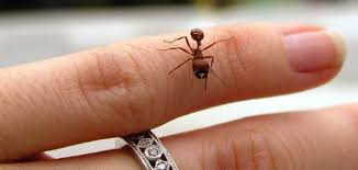 اضرار قرصة النملة وطرق العلاج منها موقع حصرى