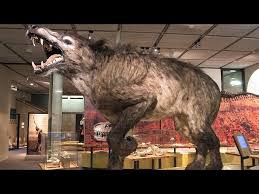 More news for largest land carnivore » 13 Largest Land Mammals Ever Youtube