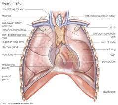 Yen ho, phd frcpath fesc fhea royal brompton hospital. Heart Structure Function Diagram Anatomy Facts Britannica