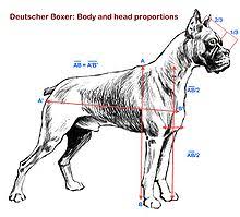Boxer Dog Wikipedia